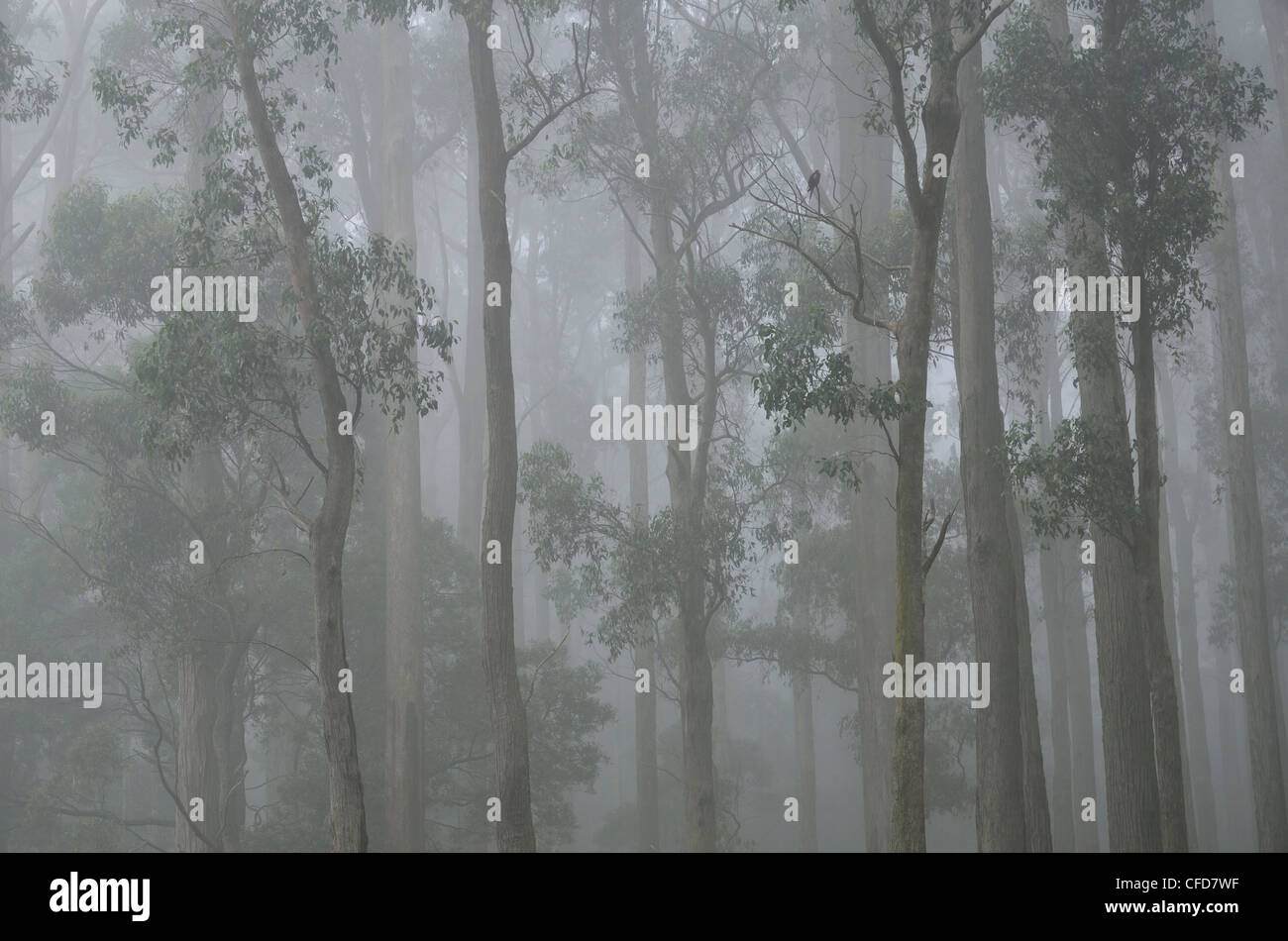 Mountain Ash forêt dans le brouillard, Dandenong Ranges National Park, Dandenong Ranges, Victoria, Australie, Pacifique Banque D'Images