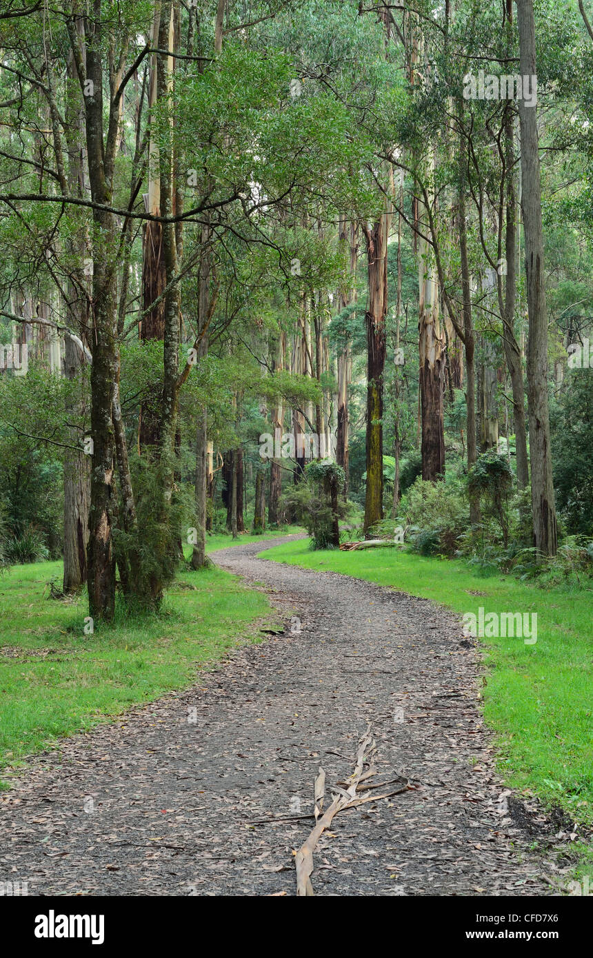 Forêt de sorbier, Dandenong Ranges National Park, Dandenong Ranges, Victoria, Australie, Pacifique Banque D'Images