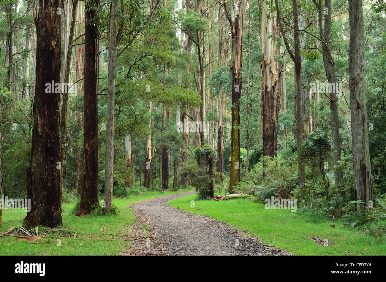 Forêt de sorbier, Dandenong Ranges National Park, Dandenong Ranges, Victoria, Australie, Pacifique Banque D'Images