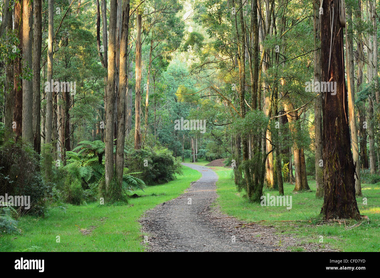 Forêt de sorbier, Dandenong Ranges National Park, Dandenong Ranges, Victoria, Australie, Pacifique Banque D'Images