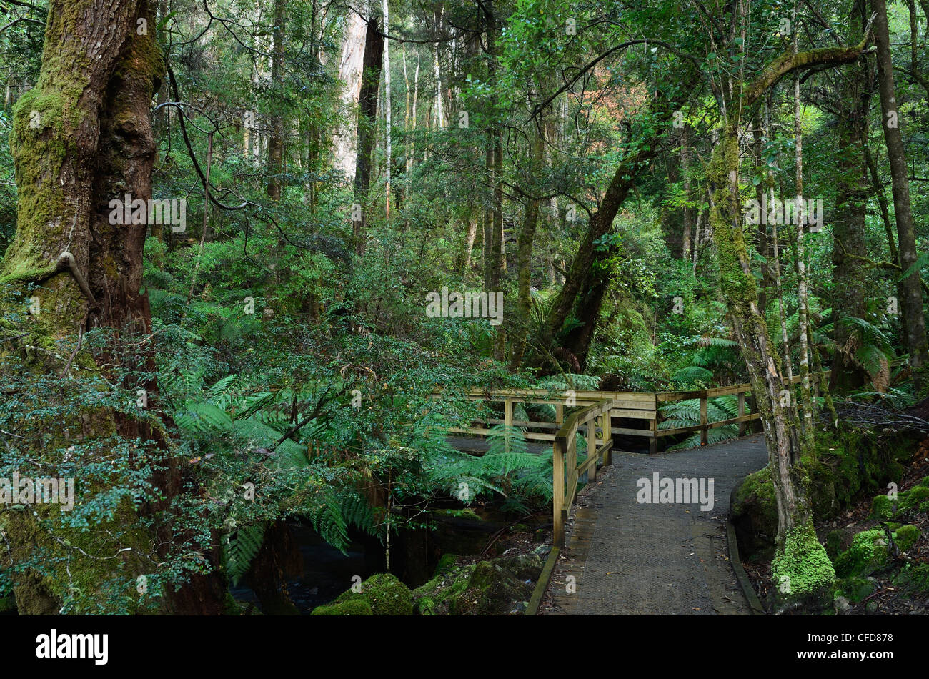 La forêt pluviale tempérée par passerelle, Mount Field National Park, UNESCO World Heritage Site, Tasmanie, Australie, Pacifique Banque D'Images