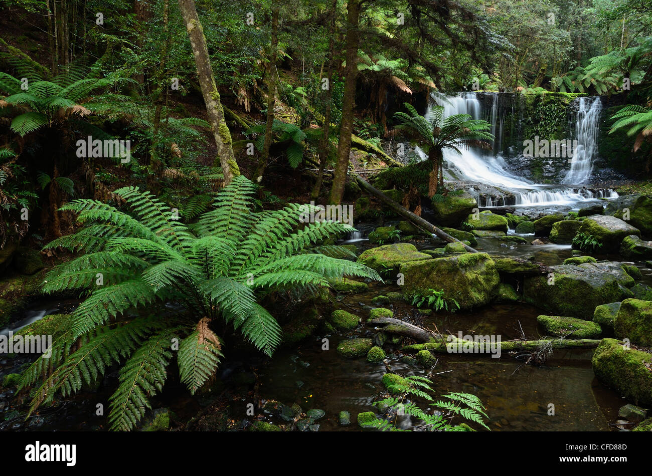 Horseshoe Falls, parc national du mont Field, UNESCO World Heritage Site, Tasmanie, Australie, Pacifique Banque D'Images