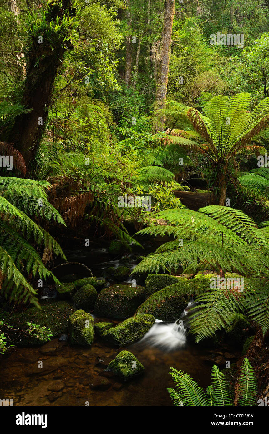 Stream et fougères arborescentes, Mount Field National Park, UNESCO World Heritage Site, Tasmanie, Australie, Pacifique Banque D'Images