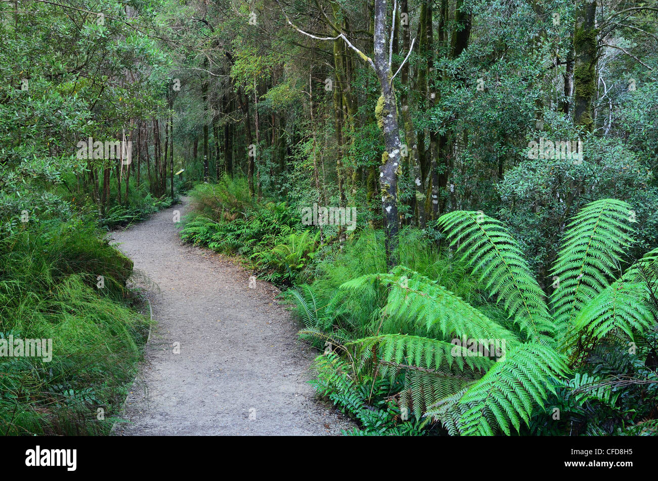Sentier à travers la forêt tropicale tempérée, Nelson River, Tasmanie, Australie, Pacifique Banque D'Images