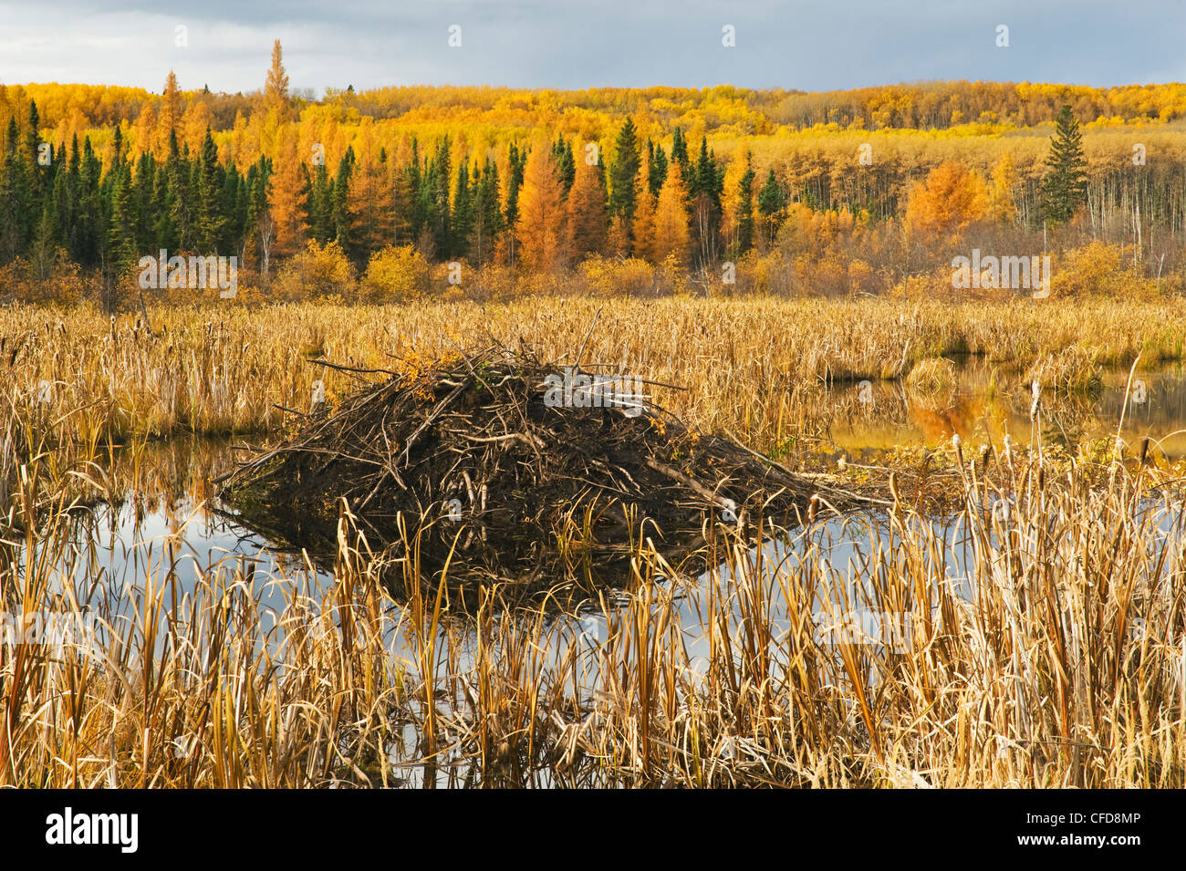 Beaver Lodge, Parc National de Prince Albert, Saskatchewan, Canada Banque D'Images