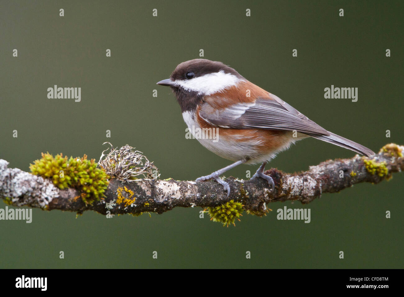 Mésange à dos (Poecile rufescens) perché sur une branche à Victoria, BC, Canada. Banque D'Images