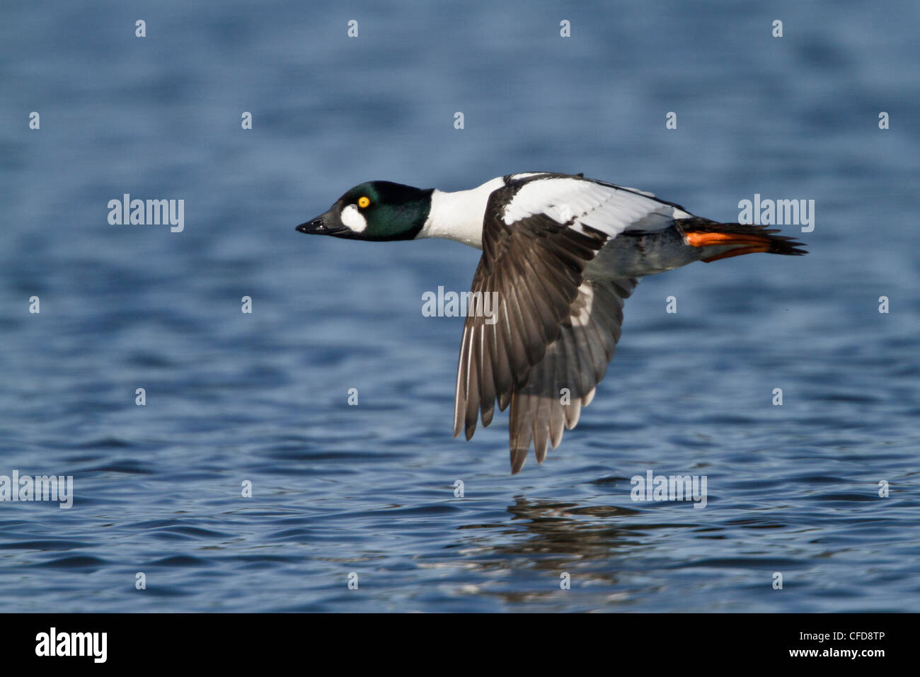 Le Garrot à œil d'or (Bucephala clangula) volant près de Victoria, BC, Canada. Banque D'Images