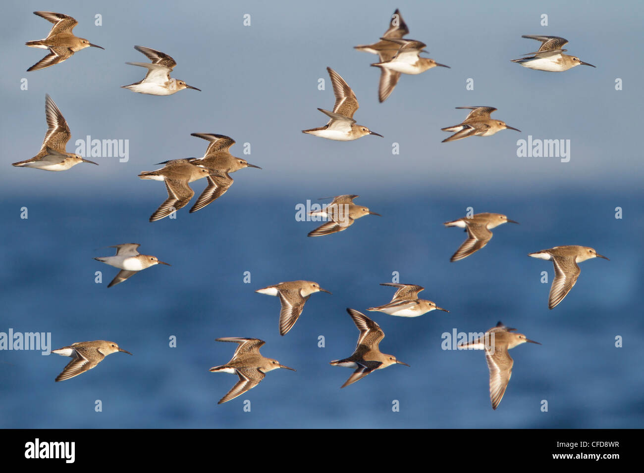 Le Bécasseau variable (Calidris alpina) volant à Victoria, BC, Canada. Banque D'Images