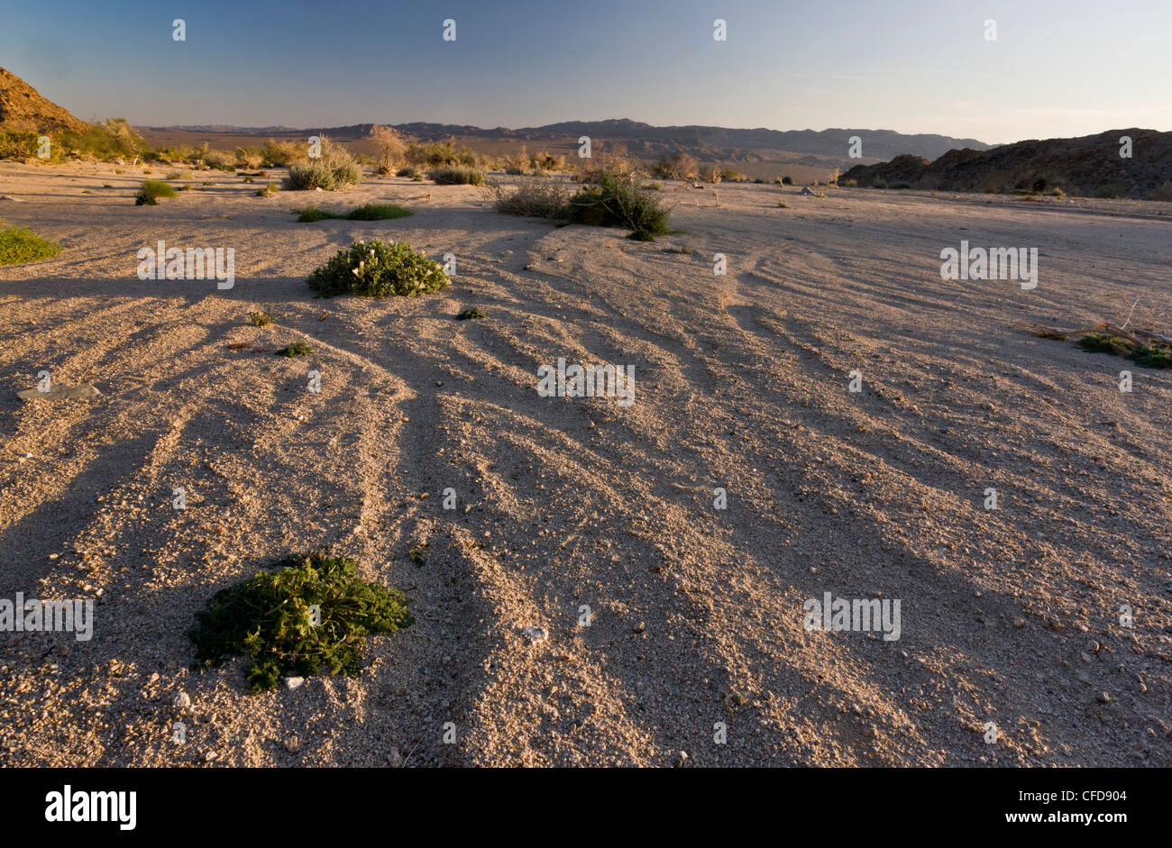 Un lavage avec du sable du désert, liatris ; Sylvia's se laver ou laver Cottonwood, Joshua Tree National Park, Californie, USA Banque D'Images