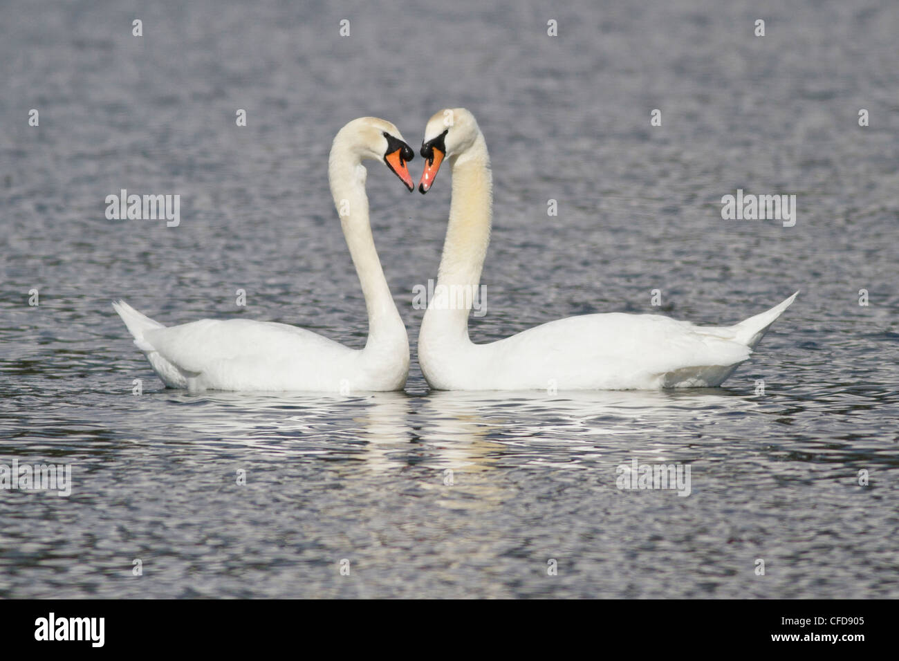 Mute Swan (Cygnus olor) natation dans un étang, près de Victoria, BC, Canada. Banque D'Images