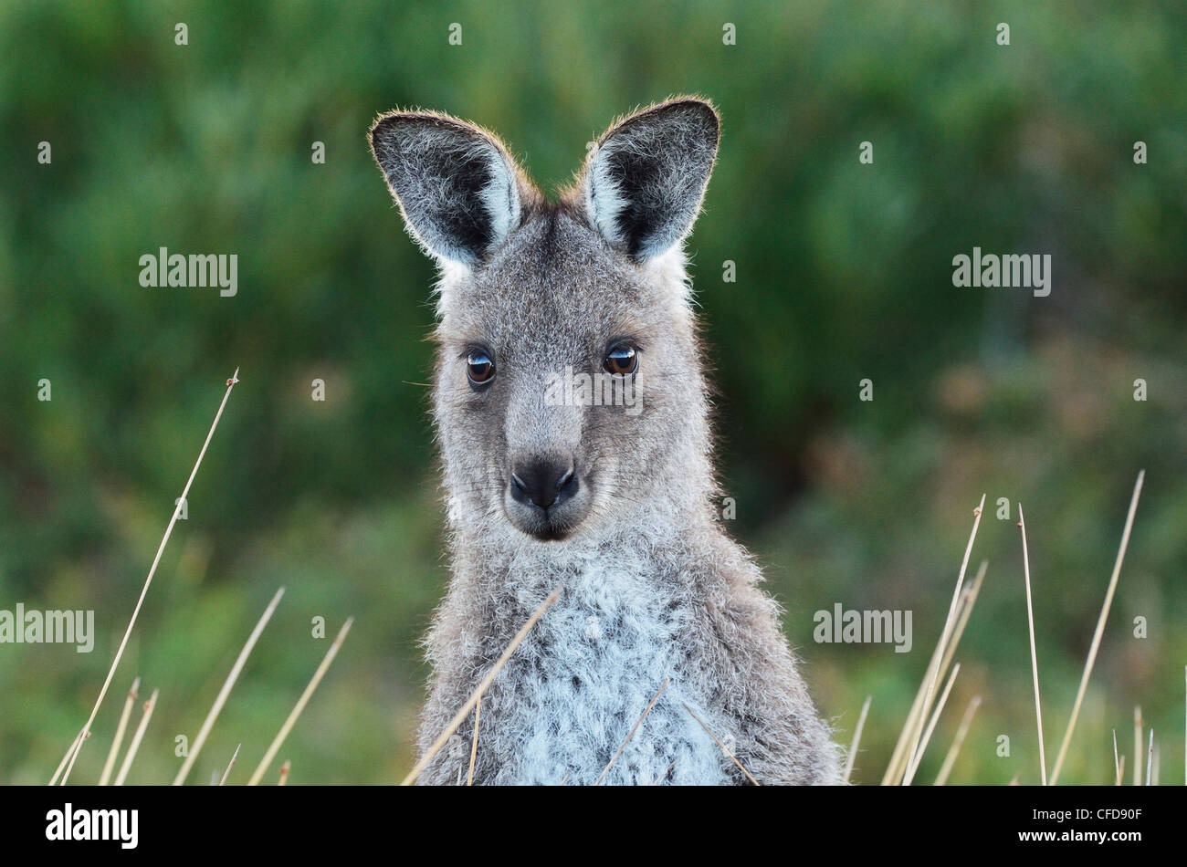 Kangourou gris de l'Est, Wilsons Promontory National Park, Victoria, Australie, Pacifique Banque D'Images
