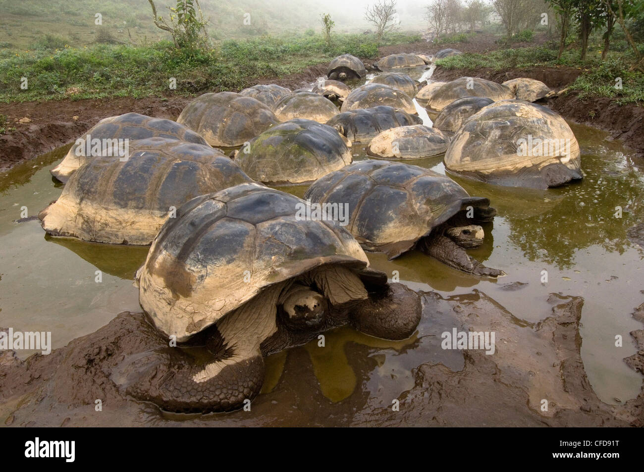 Les tortues géantes des Galapagos, cratère de volcan Alcedo, Isabela Island, îles Galapagos, Equateur, Amérique du Sud. Banque D'Images