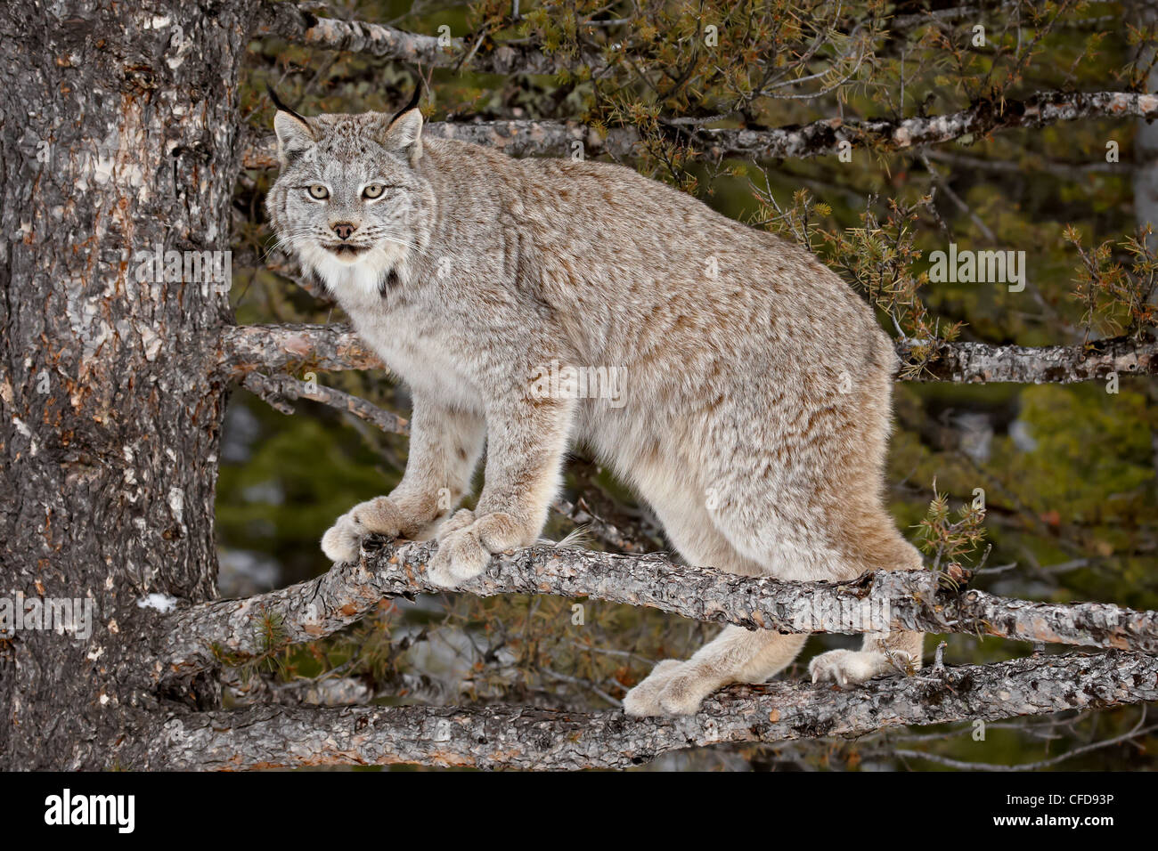 Lynx du Canada (Lynx canadensis) dans un arbre, en captivité, près de Bozeman, Montana, États-Unis d'Amérique, Banque D'Images