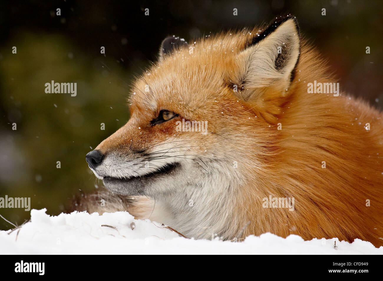 Rouge en captivité renard (Vulpes vulpes) dans la neige, près de Bozeman, Montana, États-Unis d'Amérique, Banque D'Images
