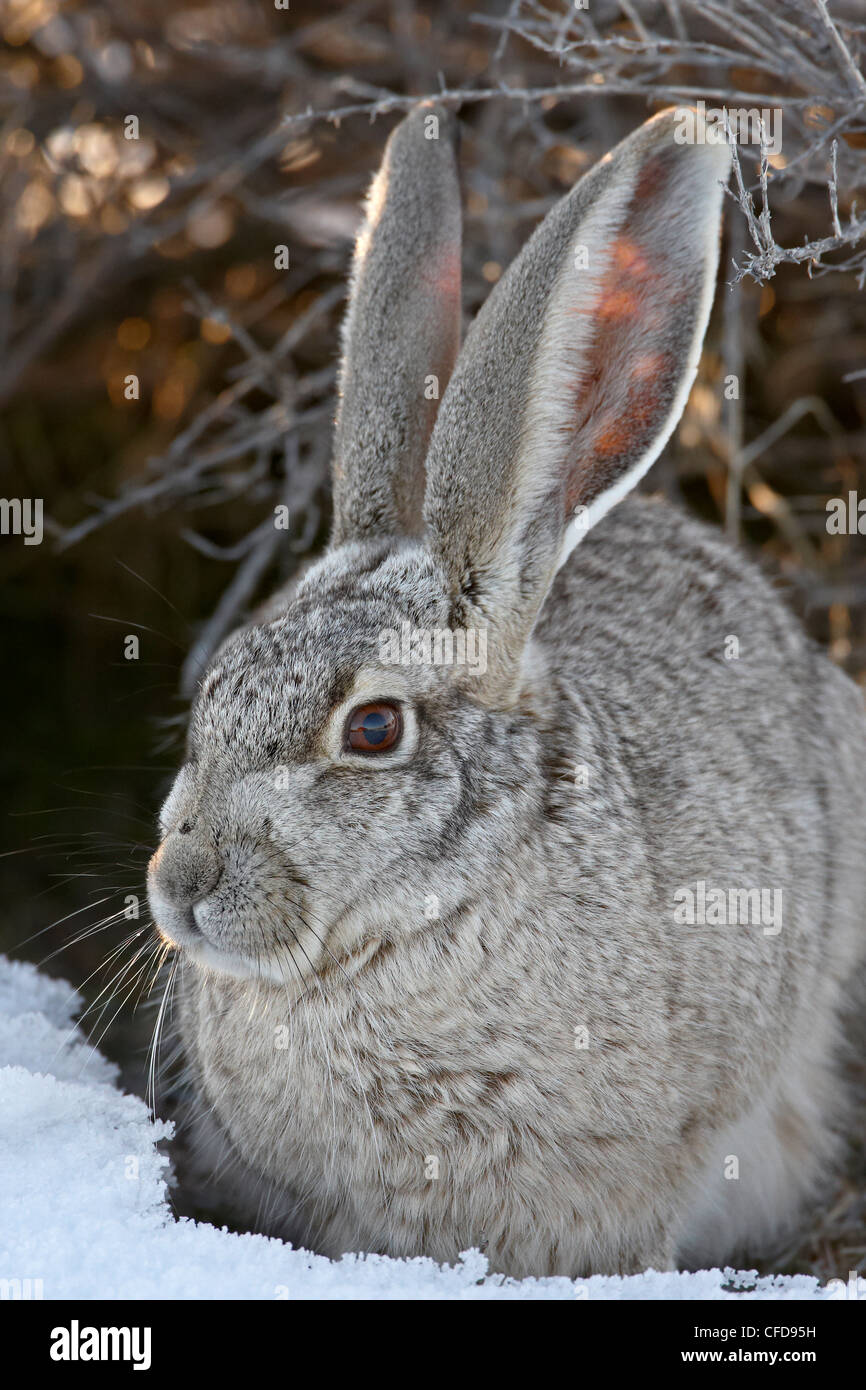 Blacktail Jackrabbit (Lepus californicus) dans la neige, Antelope Island State Park, Utah, États-Unis d'Amérique, Banque D'Images