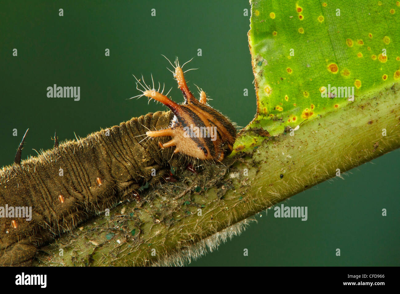 Caterpillar perché sur une feuille d'Heliconia au Costa Rica. Banque D'Images