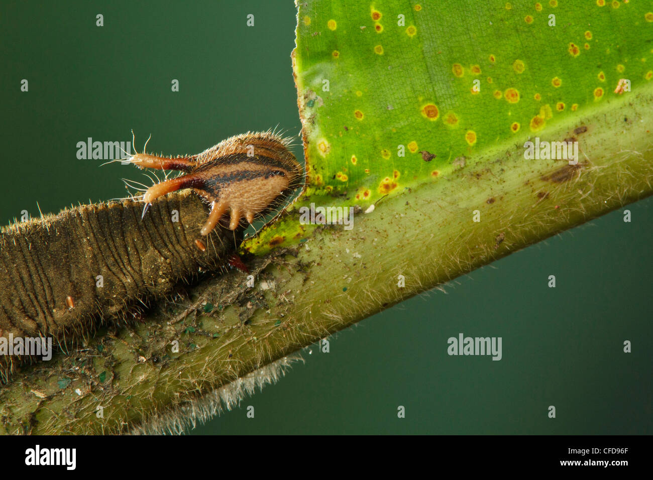 Caterpillar perché sur une feuille d'Heliconia au Costa Rica. Banque D'Images
