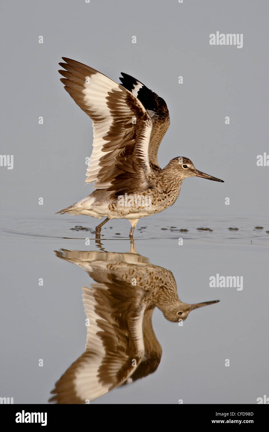 Willet (Tringa semipalmata) en plumage nuptial étend ses ailes, Antelope Island State Park, Utah, United States of America Banque D'Images