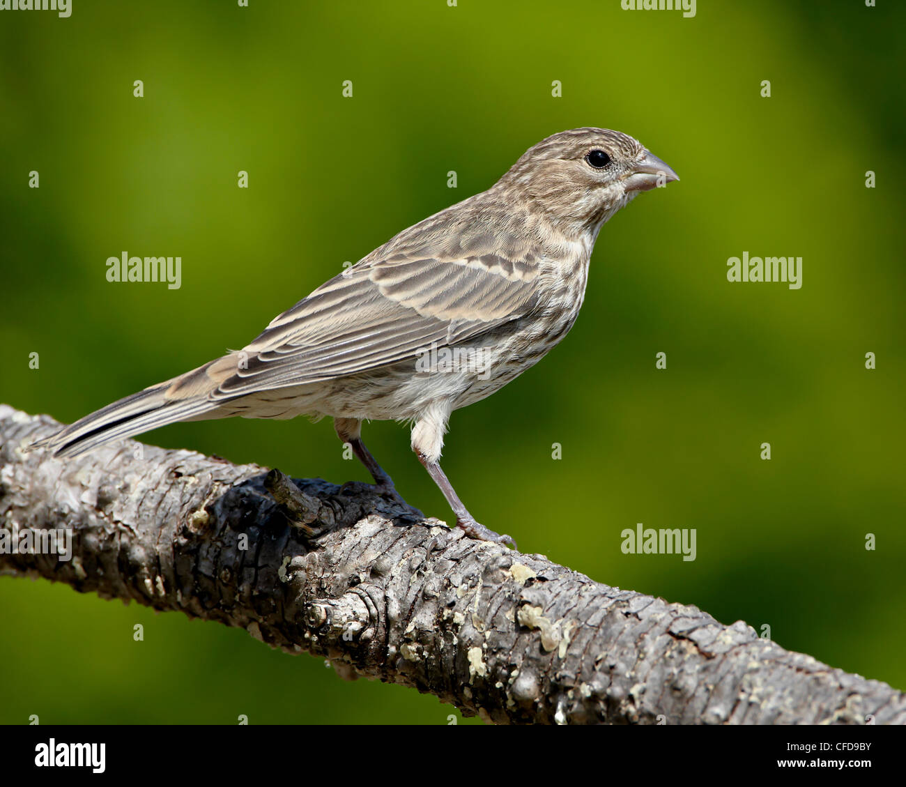 ,Femelle roselin pourpré (Carpodacus mexicanus), près de Saanich, Colombie-Britannique, Canada, Banque D'Images
