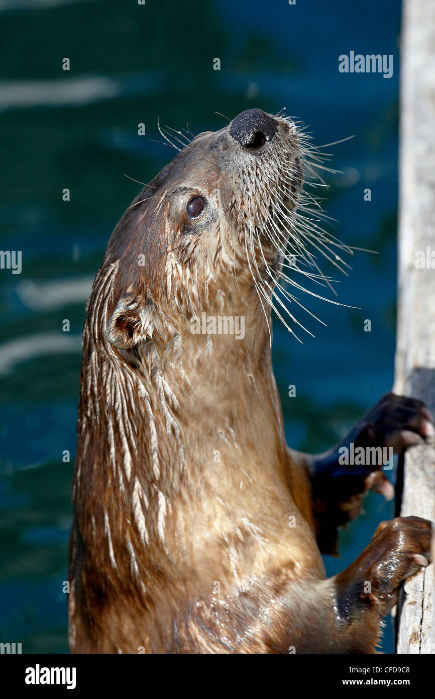 La loutre de rivière (Lutra canadensis), près de Victoria, Colombie-Britannique, Canada, Banque D'Images