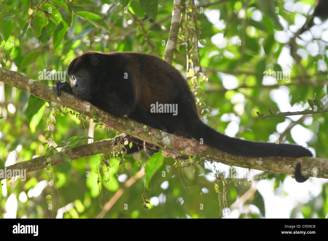 Singe hurleur, genre Alouatta, manger les feuilles dans un arbre dans la forêt tropicale du Costa Rica. Banque D'Images Singe hurleur, genre Alouatta, manger les feuilles dans un arbre dans la forêt tropicale du Costa Rica. Banque D'Images