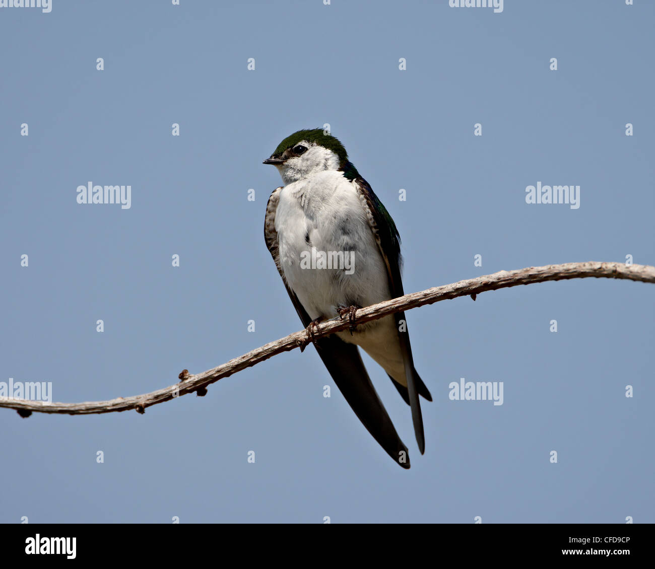 Violet-green swallow (Tachycineta thalassina), Flèche Sidney, Colombie-Britannique, Canada, Banque D'Images