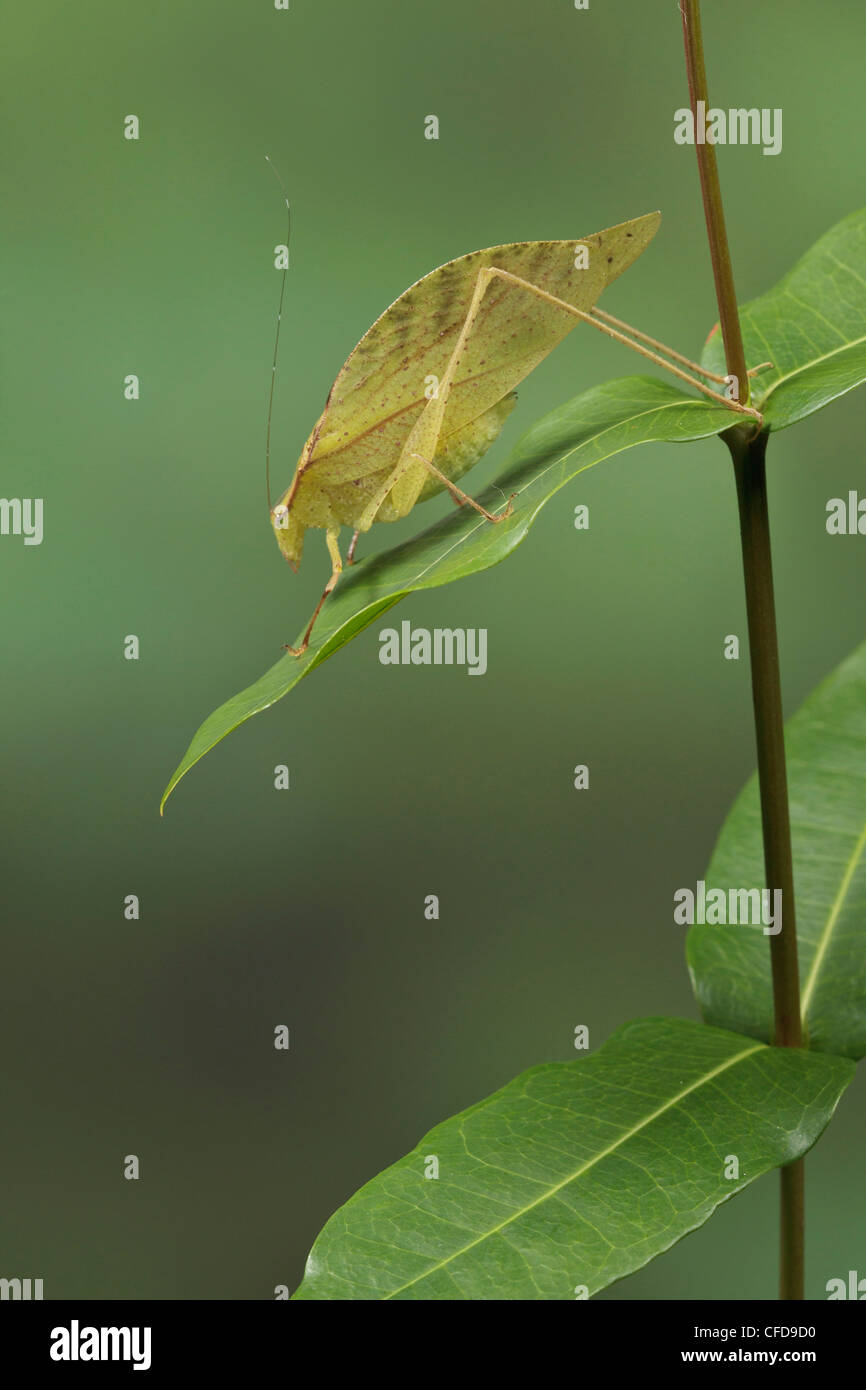 Katydid perché sur une branche au Costa Rica. Banque D'Images