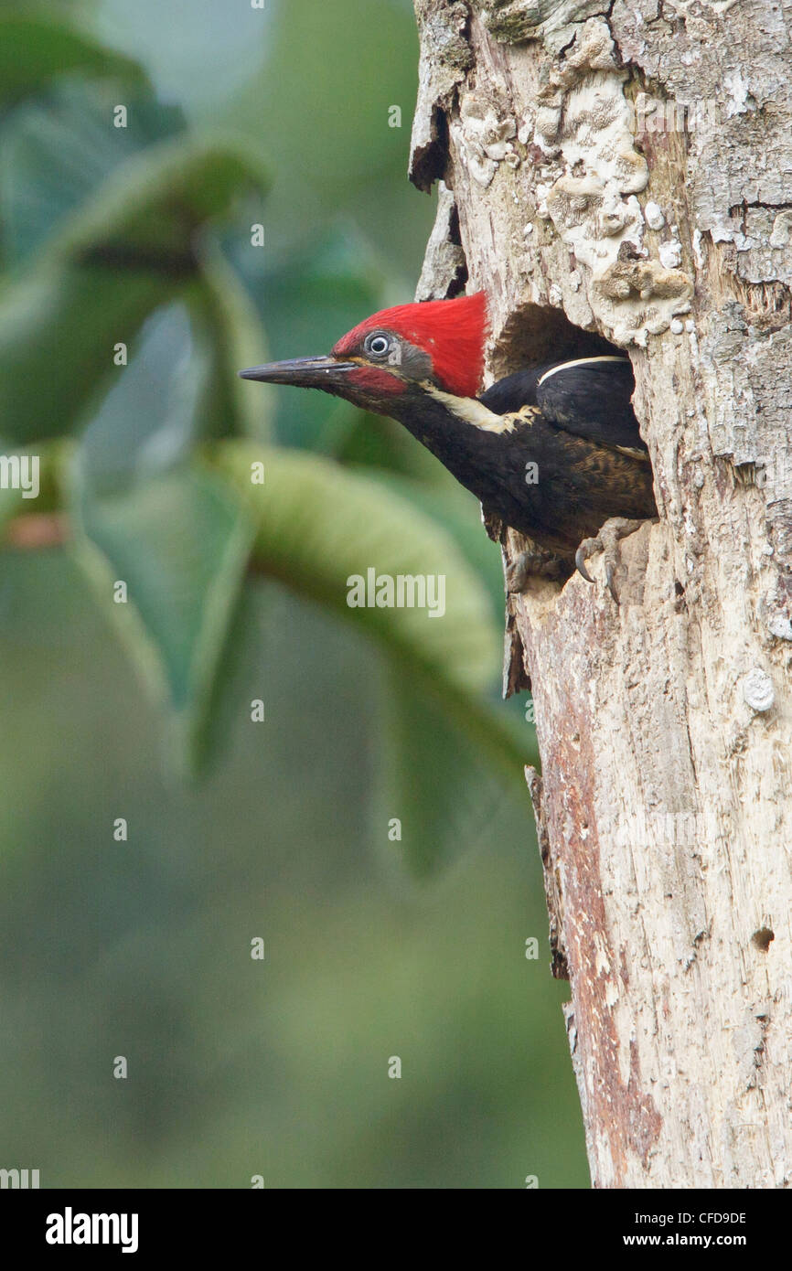 Lineated Woodpecker (Dryocopus lineatus) perché sur une branche près de sa cavité de nidification au Costa Rica. Banque D'Images