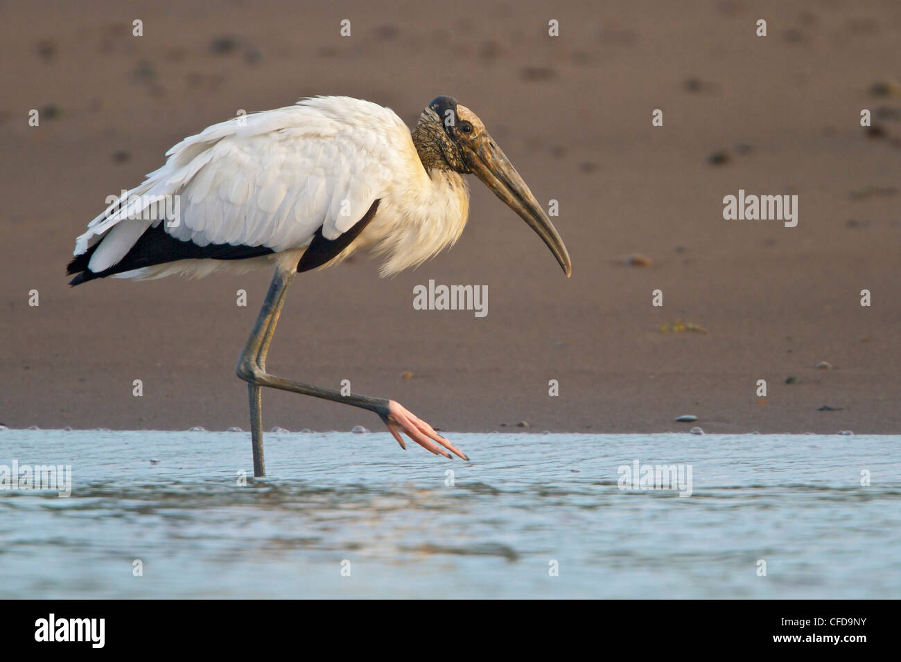 Wood Stork (Mycteria americana) nourrir le long d'une rivière au Costa Rica. Banque D'Images