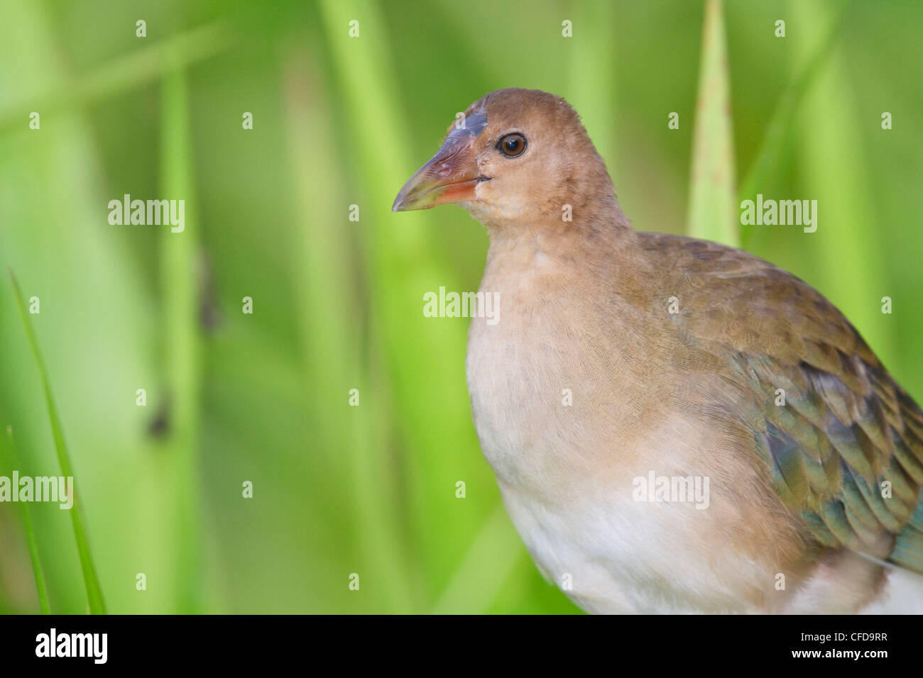 Perché dans l'herbe en Equateur. Banque D'Images