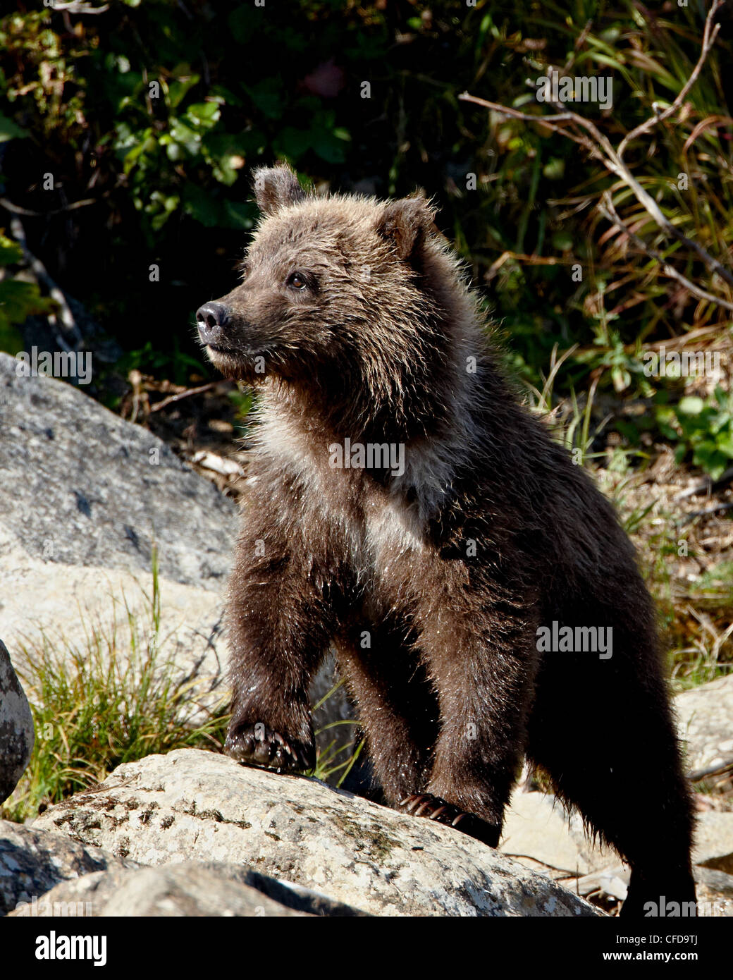 Ours grizzli (Ursus arctos horribilis) (ours brun) cub, Katmai National Park et préserver, Alaska, USA Banque D'Images