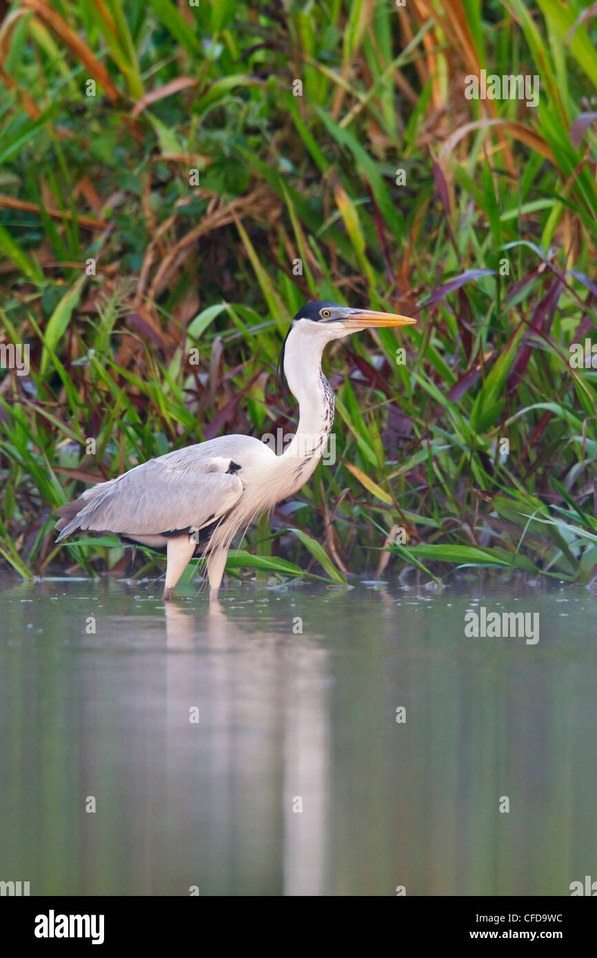 Le Héron Cocoi (Ardea cocoi) se nourrissant dans une lagune en Amazonie équatorienne. Banque D'Images