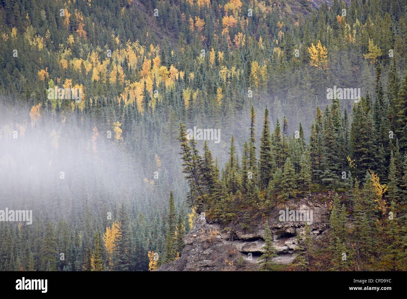 Le brouillard et la couleur à l'automne, Route de l'Alaska, Colombie-Britannique, Canada, Banque D'Images