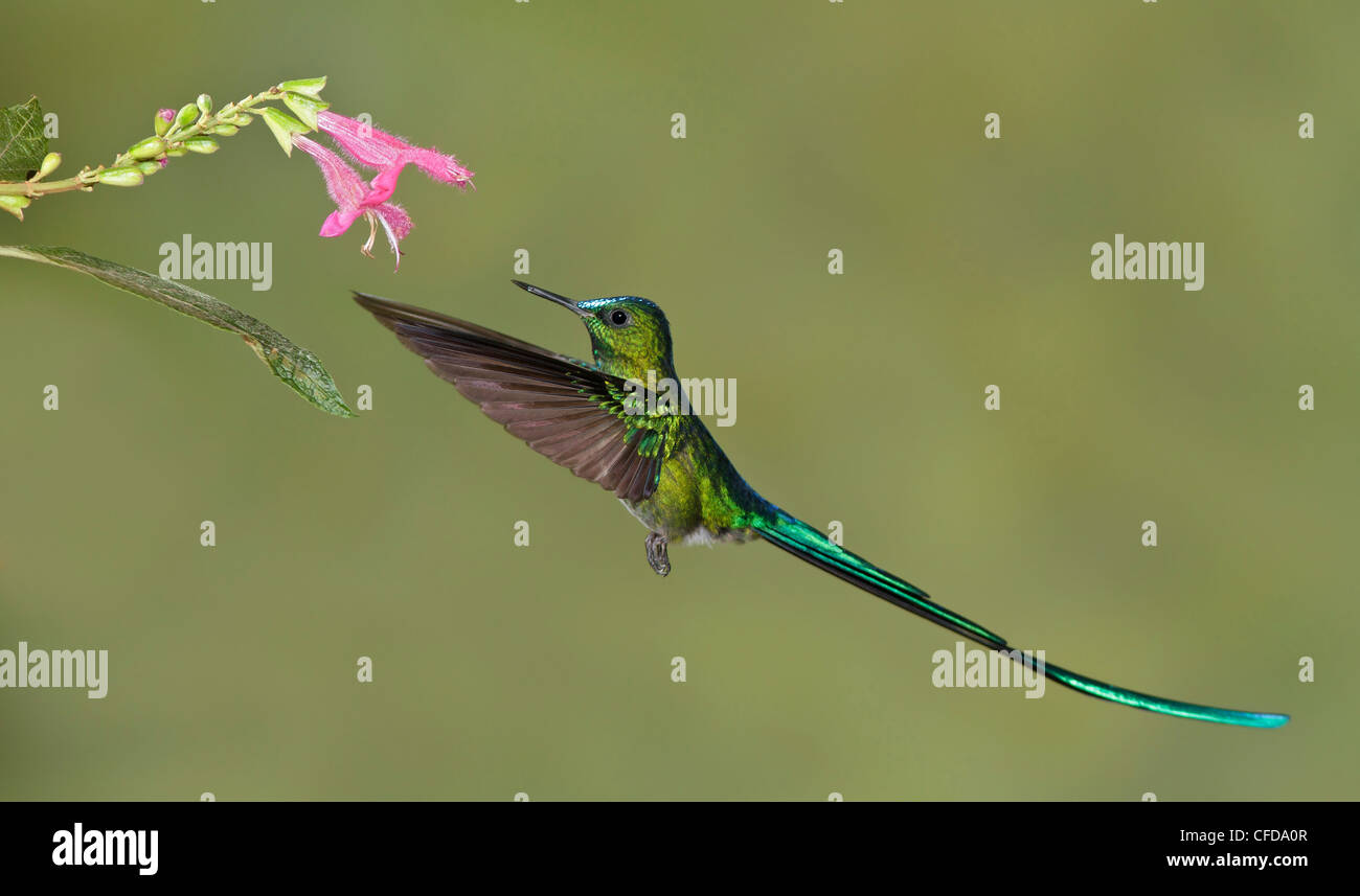 Long-tailed Sylph (Aglaiocercus kingi) volant tout en s'alimentant à une fleur dans l'Equateur. Banque D'Images