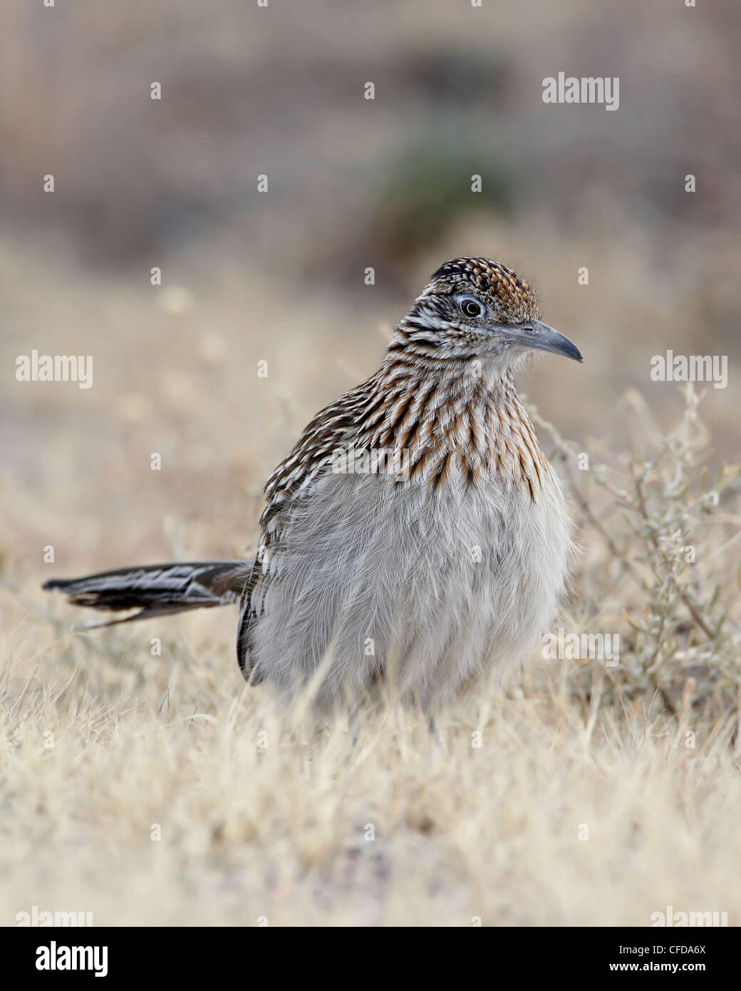 Une plus grande (Geococcyx californianus) Roadrunner, Bosque del Apache National Wildlife Refuge, New Mexico, United States of America Banque D'Images