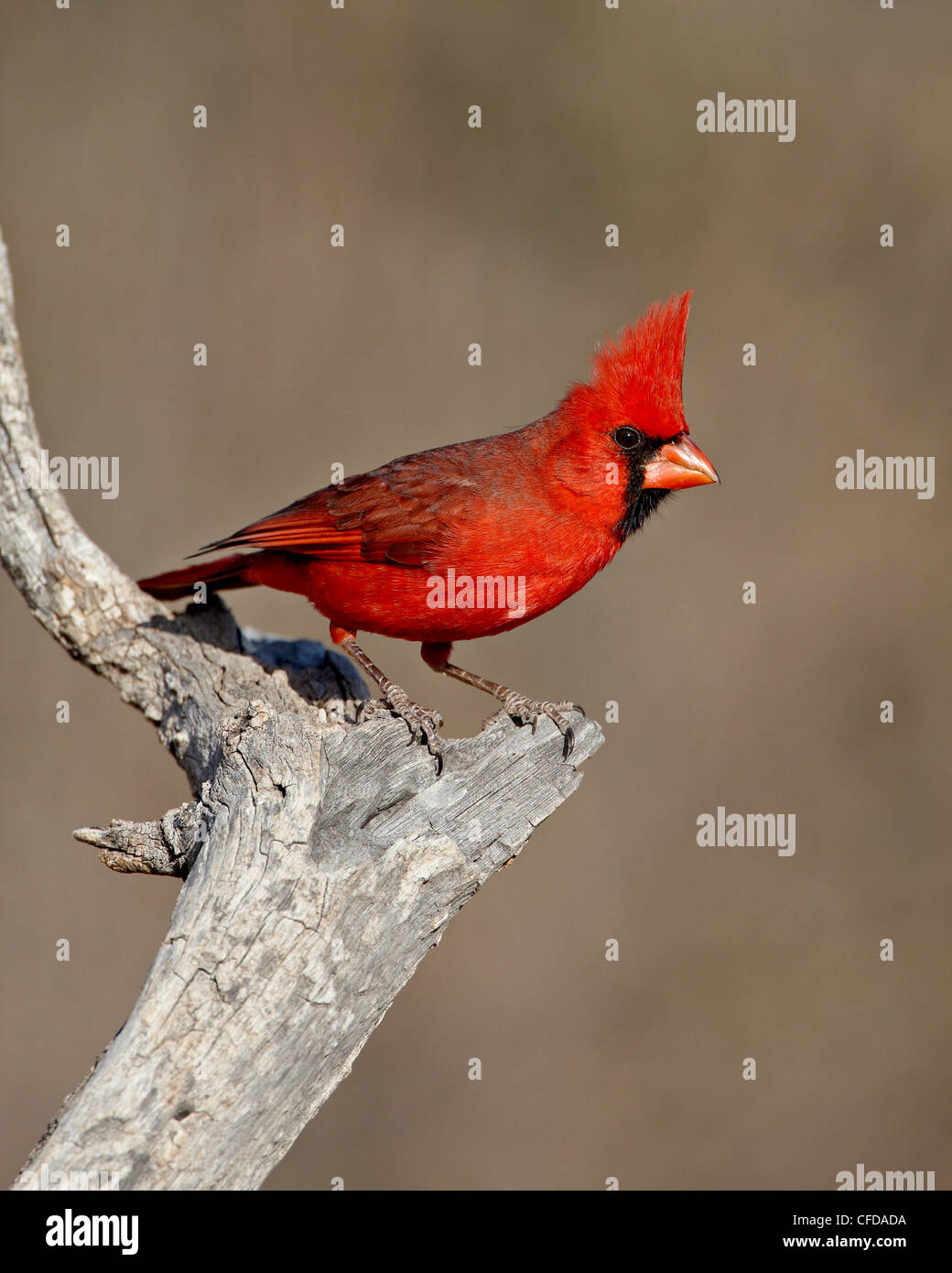 Le cardinal rouge mâle (Cardinalis cardinalis), l'étang, Amado, Arizona, États-Unis d'Amérique, Banque D'Images