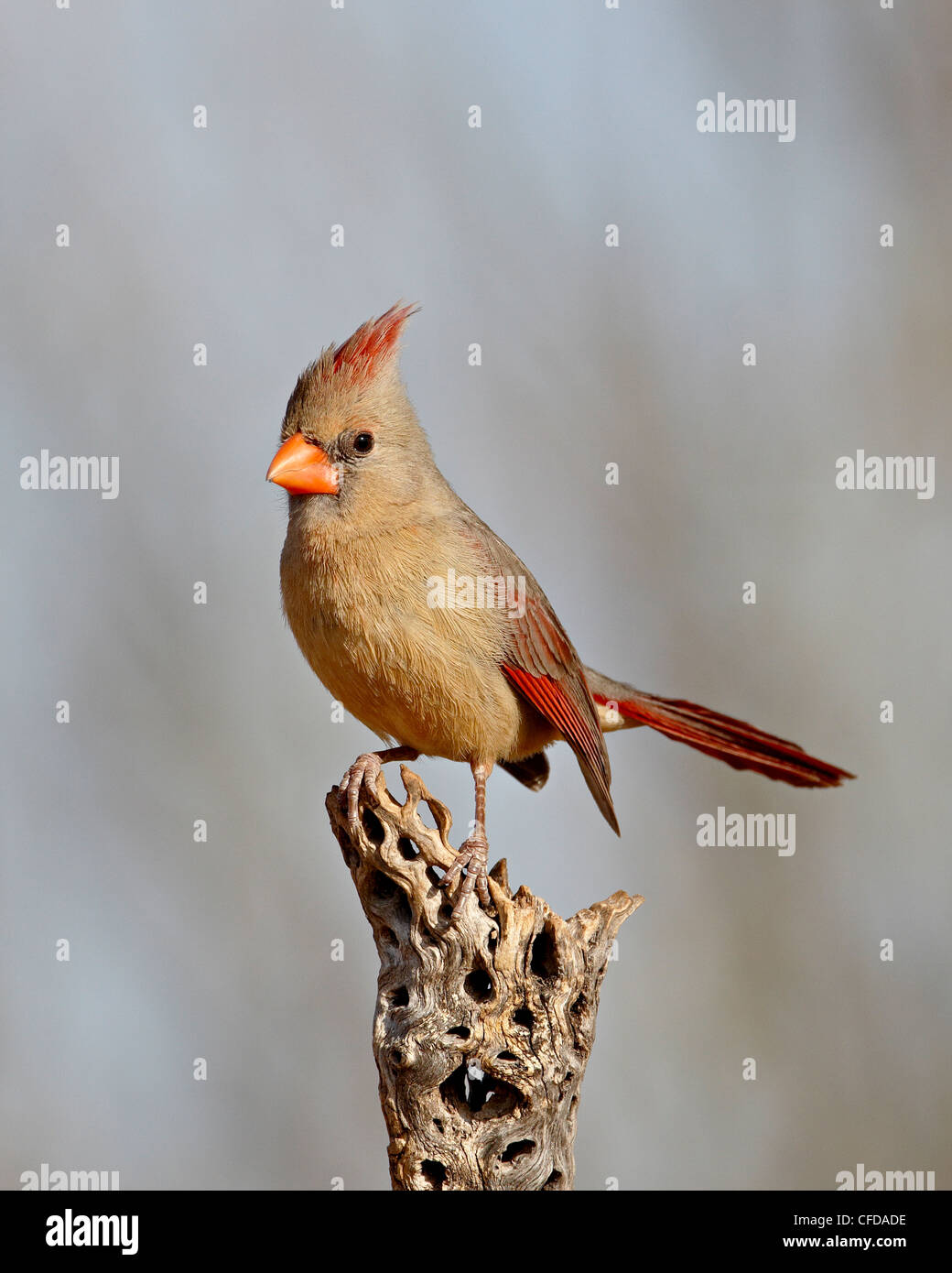 Femme cardinal rouge (Cardinalis cardinalis), l'étang, Amado, Arizona, États-Unis d'Amérique, Banque D'Images