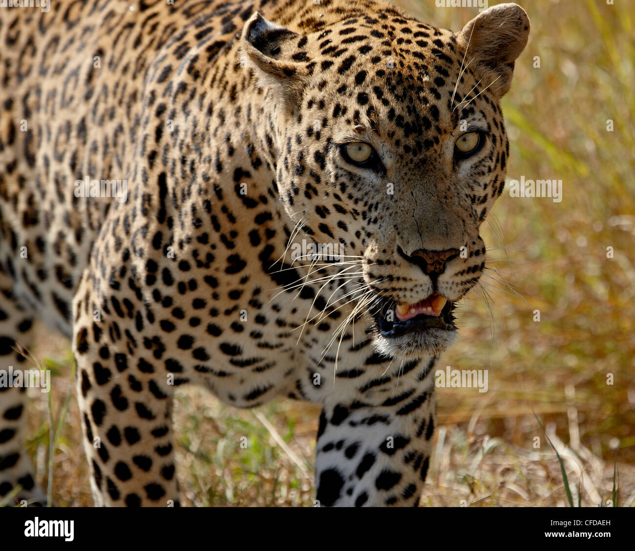 Homme leopard (Panthera pardus), Kruger National Park, Afrique du Sud, l'Afrique Banque D'Images