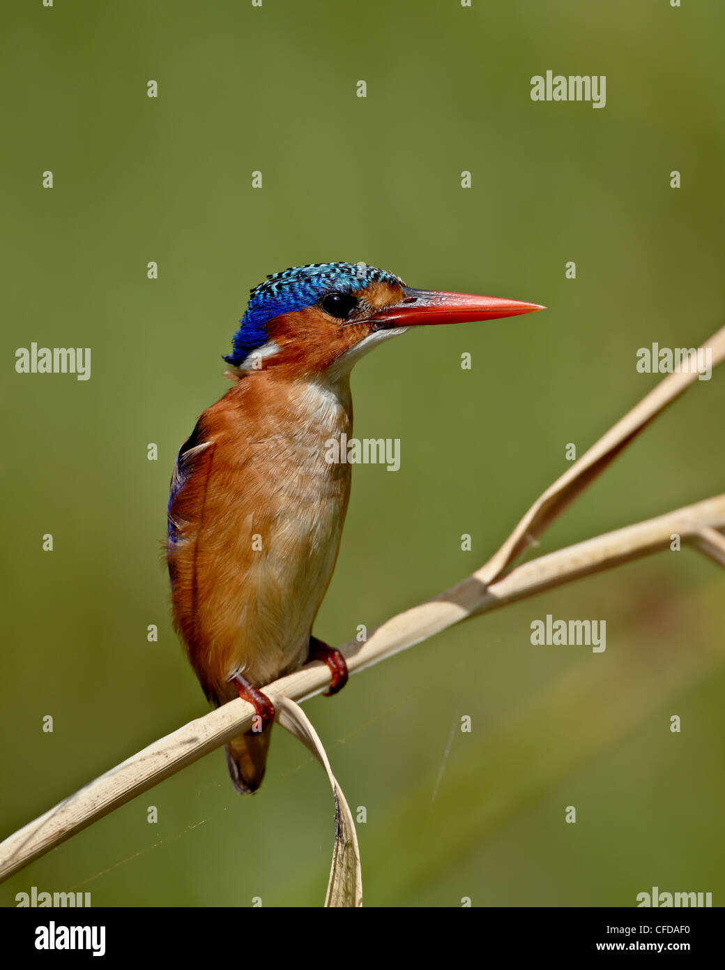 Martin-pêcheur huppé (Alcedo cristata), Kruger National Park, Afrique du Sud, l'Afrique Banque D'Images