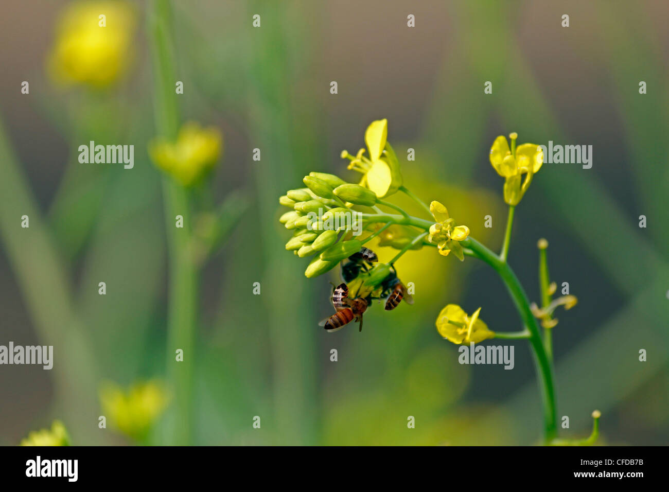 Les abeilles, Apis mellifera sur le nectar de fleur Brassica nigra, la moutarde noire, de l'Inde Banque D'Images