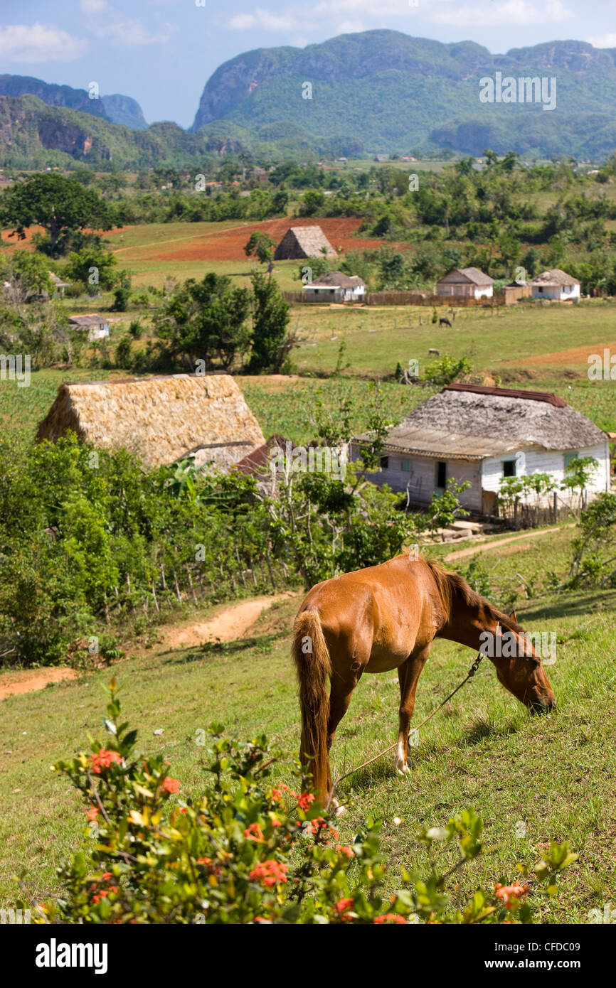 Calèche sur une colline dans la vallée de Vinales, province de Pinar del Rio, Cuba, Antilles, Amérique Centrale Banque D'Images