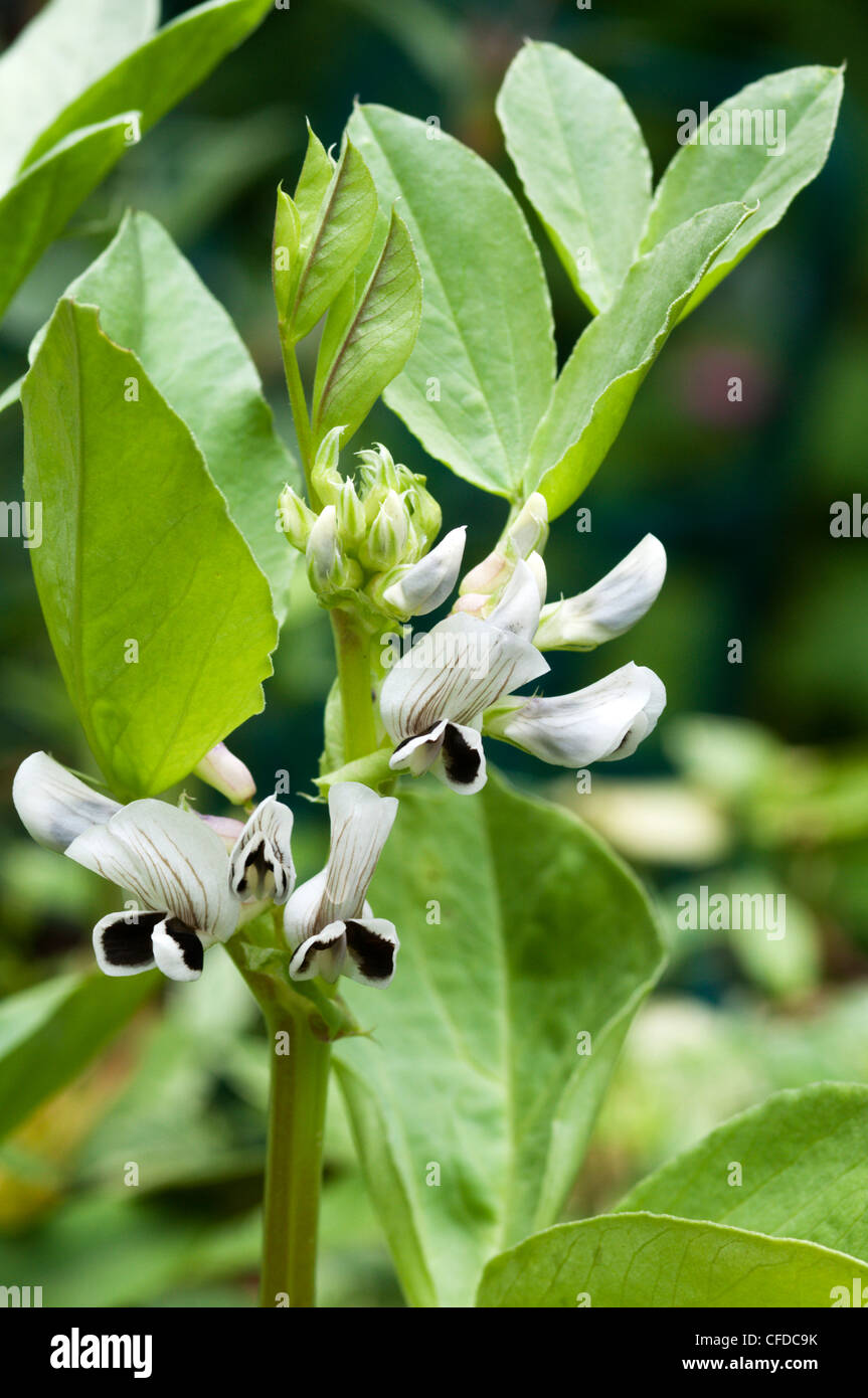 La fève (Vicia faba) plante. Banque D'Images