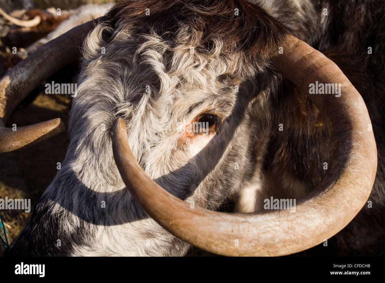 LONGUES CORNES DE VACHE Banque D'Images