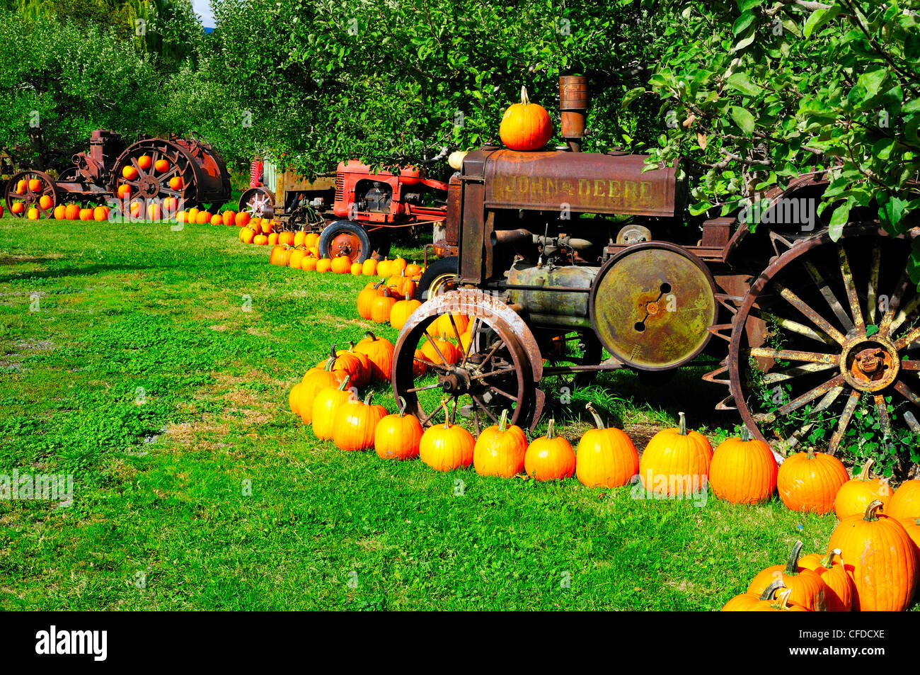 Une rangée de vieux tracteurs et de citrouilles dans un verger à Parsons Stand de fruits à Keremeos, British Columbia, Canada Banque D'Images