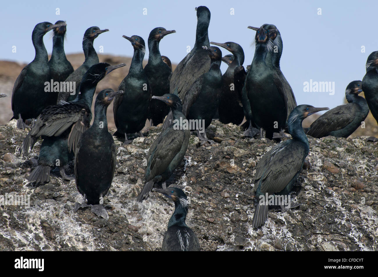 Cormorans sur un rocher, Norris Rock, British Columbia, Canada Banque D'Images