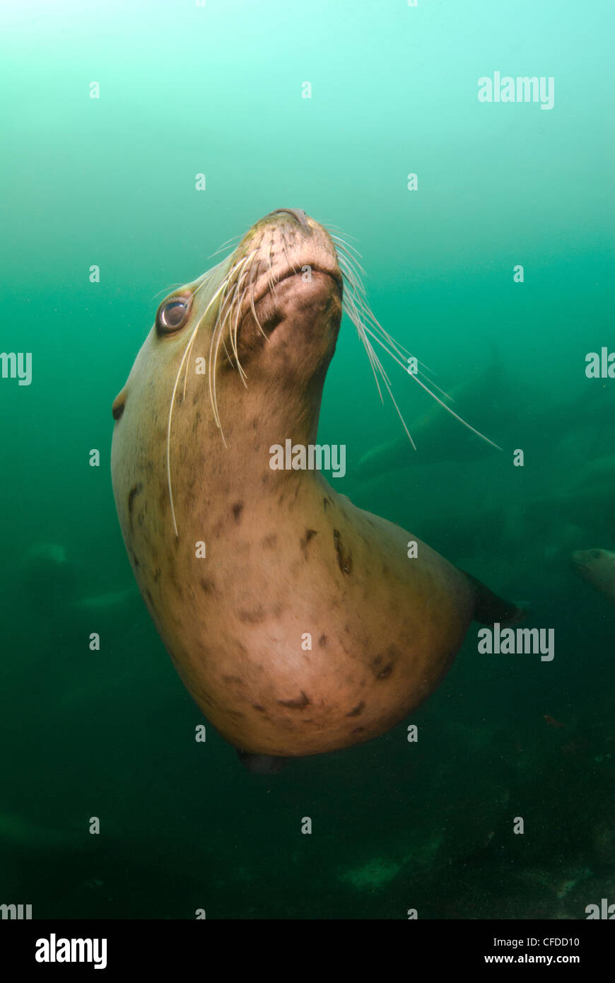 Un lion de mer ludique au sous-marine Norris Rock, Hornby Island, British Columbia, Canada Banque D'Images