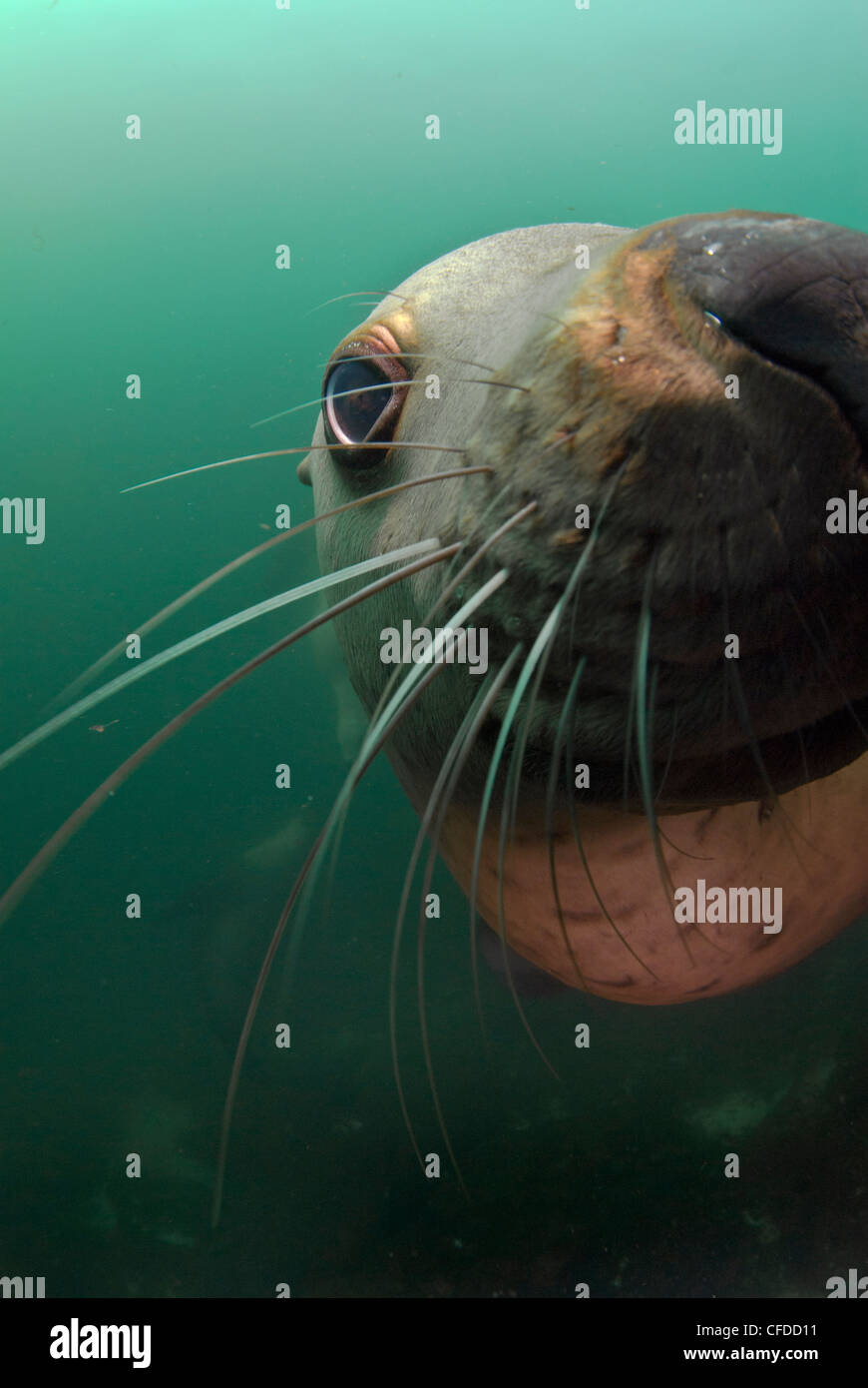 Un lion de mer ludique au sous-marine Norris Rock, Hornby Island, British Columbia, Canada Banque D'Images