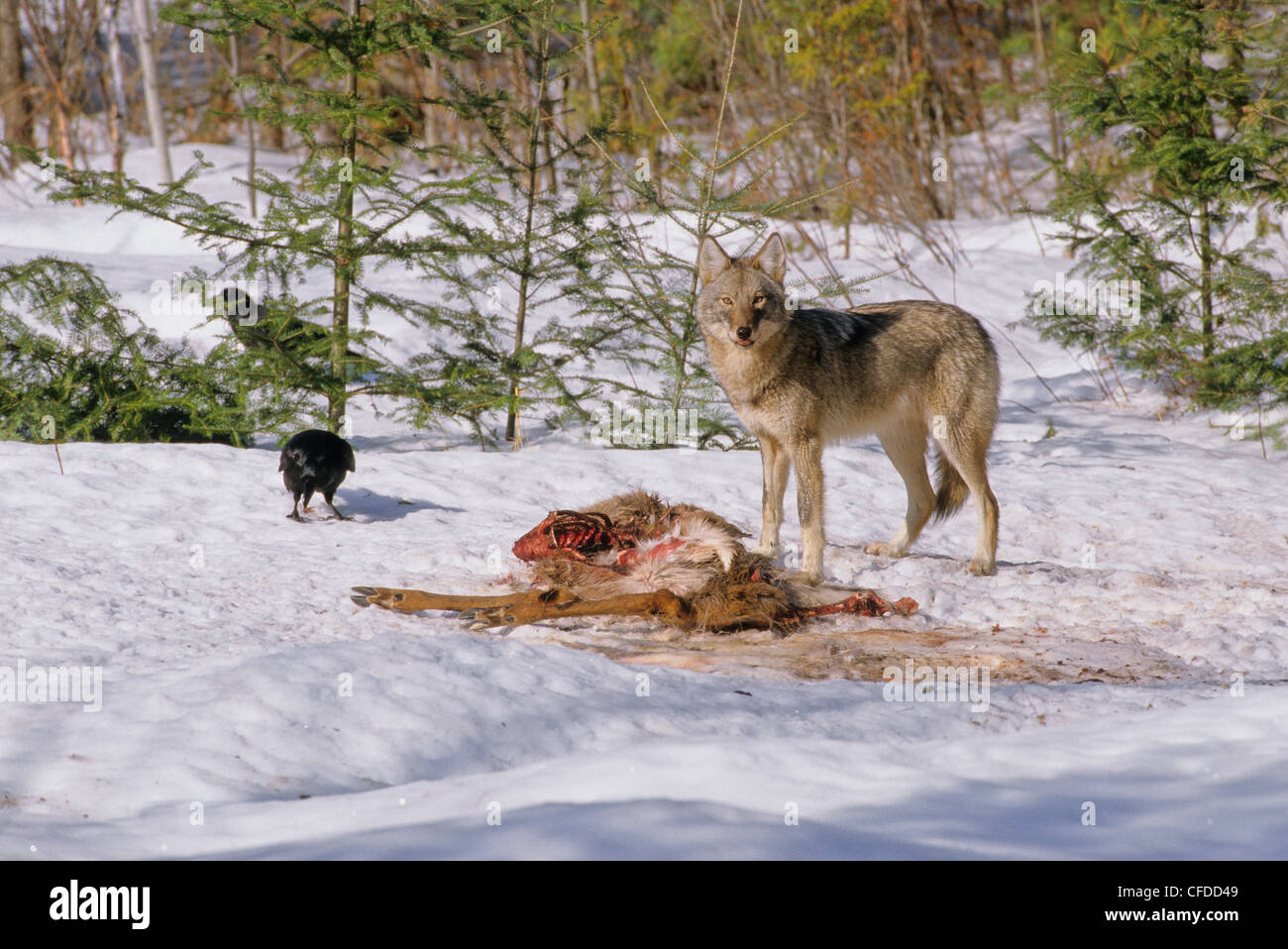 Loup rouge de l'est du canada Banque de photographies et d’images à ...
