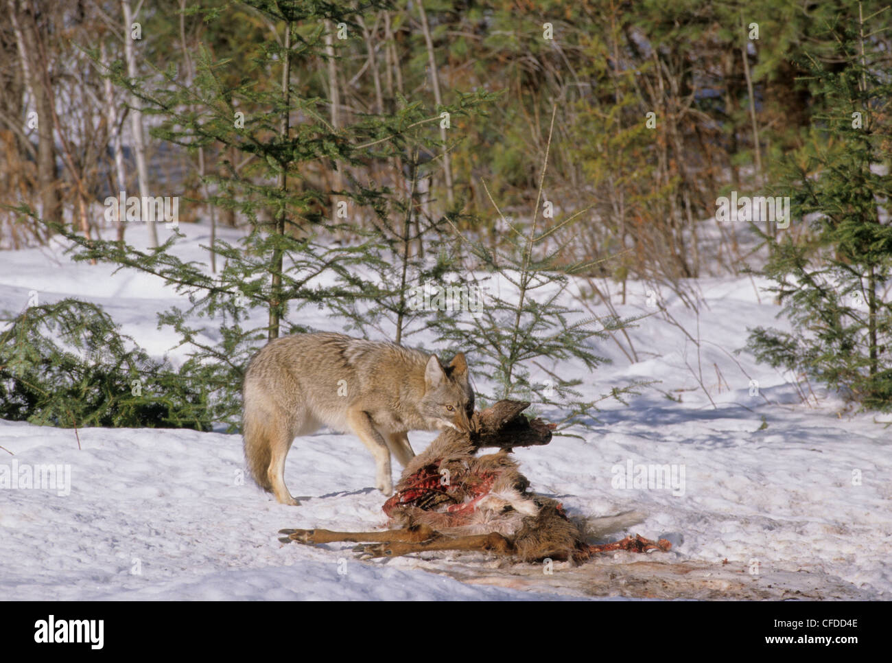Loup rouge de l'est du canada Banque de photographies et d’images à ...