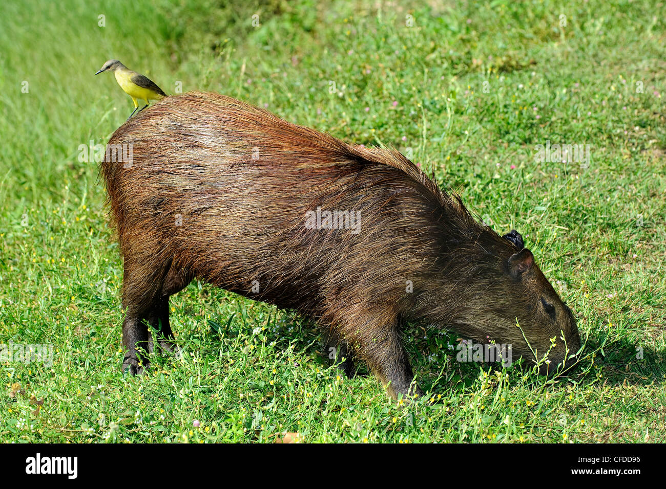 Capybar Hydrochaeris hydrochaeris le bétail de pâturage Banque D'Images